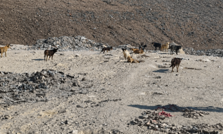 OIPA ETS SEEKS CLARIFICATION OVER REPORTED RELOCATION OF FREE-ROAMING DOGS IN MANSOURA-EGYPT