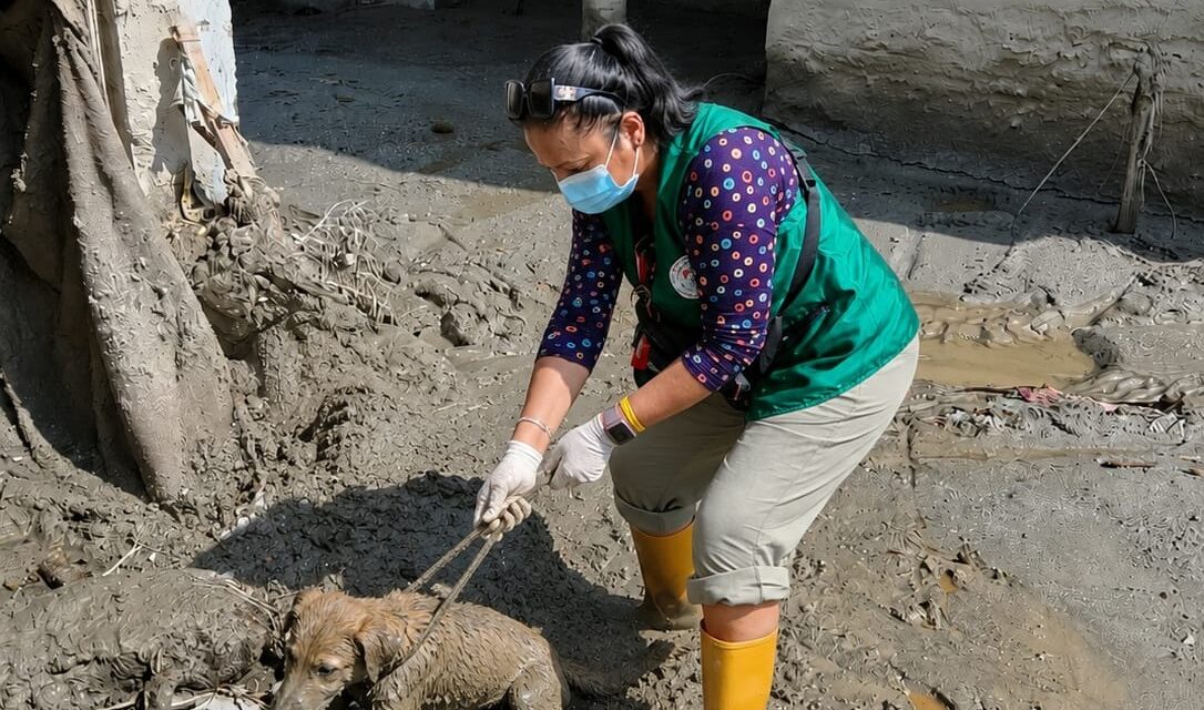NEPAL FLOOD EMERGENCY: ANIMALS NEED US NOW