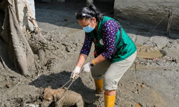 NEPAL FLOOD EMERGENCY: ANIMALS NEED US NOW