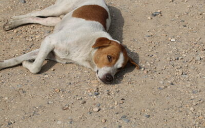 Jordan: OIPA Raises Concerns Over Free-Roaming Dogs in the Safawi Desert
