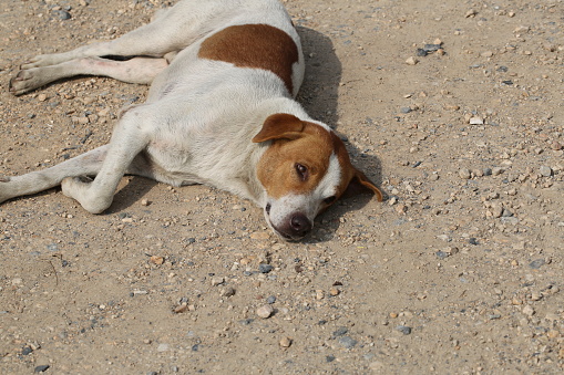 Jordan: OIPA Raises Concerns Over Free-Roaming Dogs in the Safawi Desert