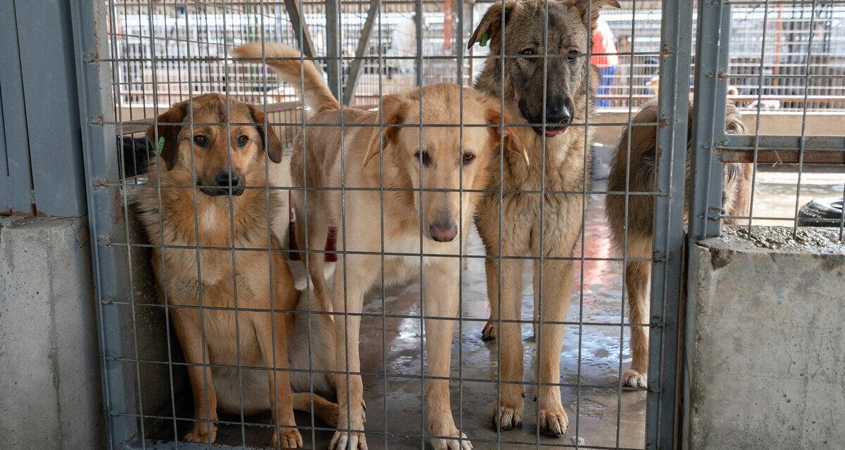 Protect stray dogs and cats: support European Citizens’ Initiative ECI(2026)000003