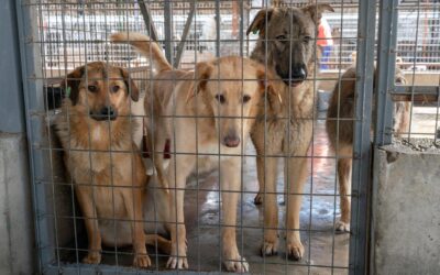 Protect stray dogs and cats: support European Citizens’ Initiative ECI(2026)000003