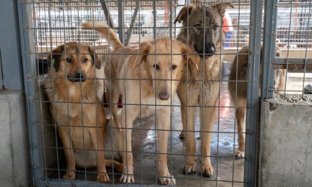 Protect stray dogs and cats: support European Citizens’ Initiative ECI(2026)000003