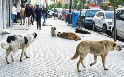 OIPA ETS addresses Turkish authorities on the welfare of stray dogs