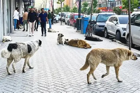OIPA ETS addresses Turkish authorities on the welfare of stray dogs